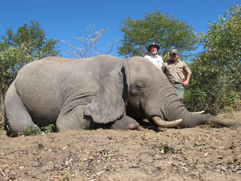 Toms Elephant