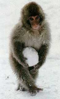 monkey with snowball