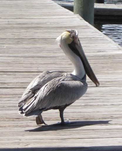 pelican2.jpg