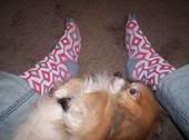 bernie and socks
