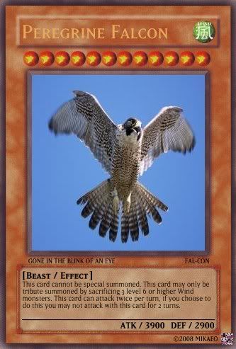 peregrinefalconcard.jpg
