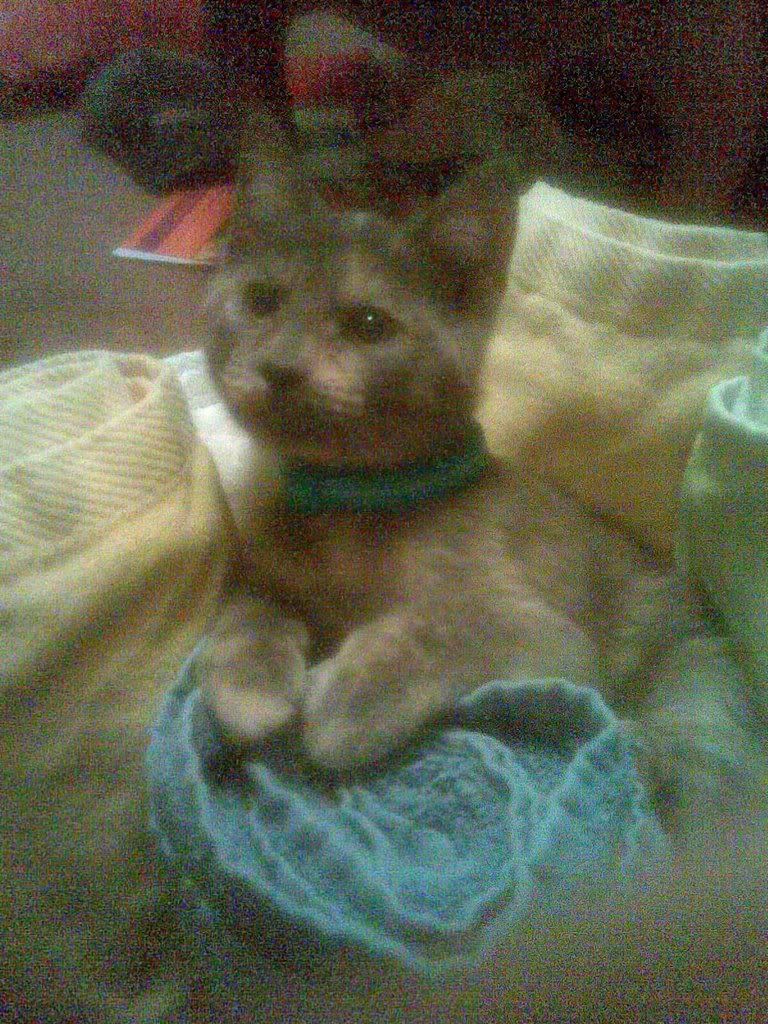 snickers (c) kahluarocks snickers