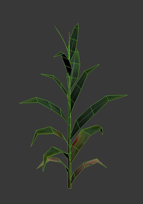 corn_plant_zpsdbmukemr.jpg