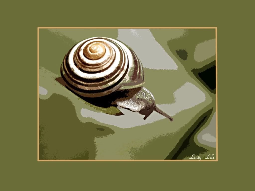 snailbyladylilicandolbfcn0g8xl.jpg