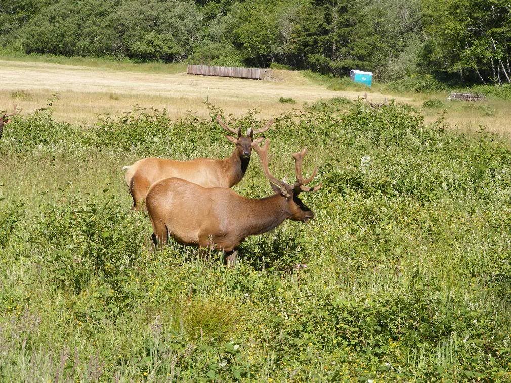 Elk by Orick