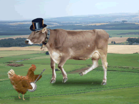 dancing cow and chiken Pictures, Images and Photos