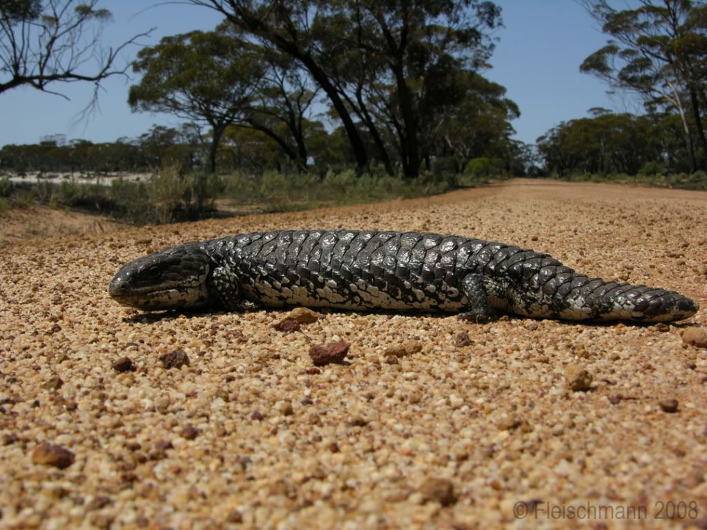 Tiliqua_rugosa_01.jpg