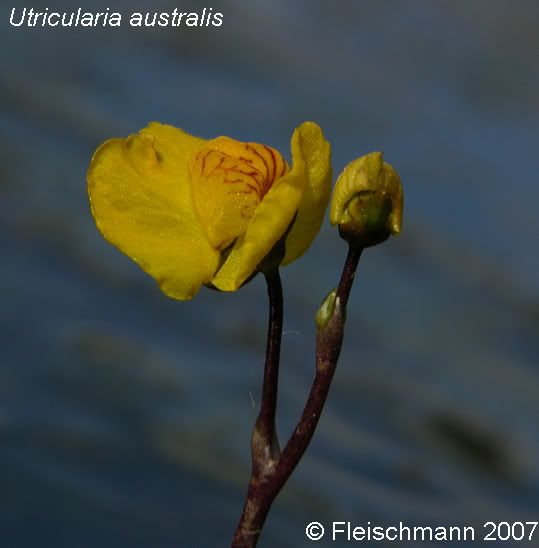 Uaustralis_flower2.jpg