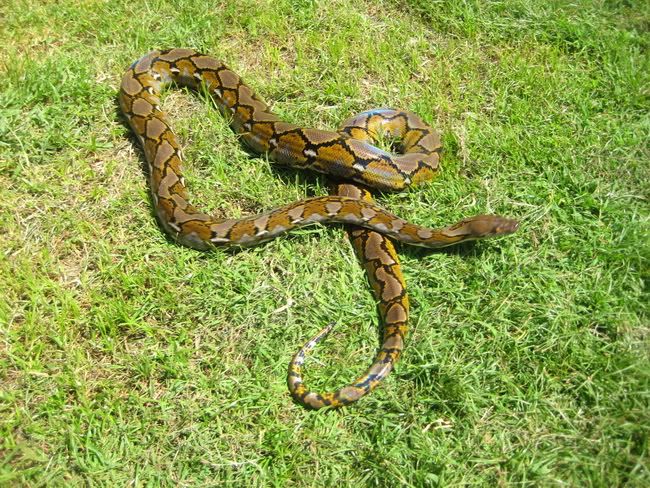 woma ball python facts