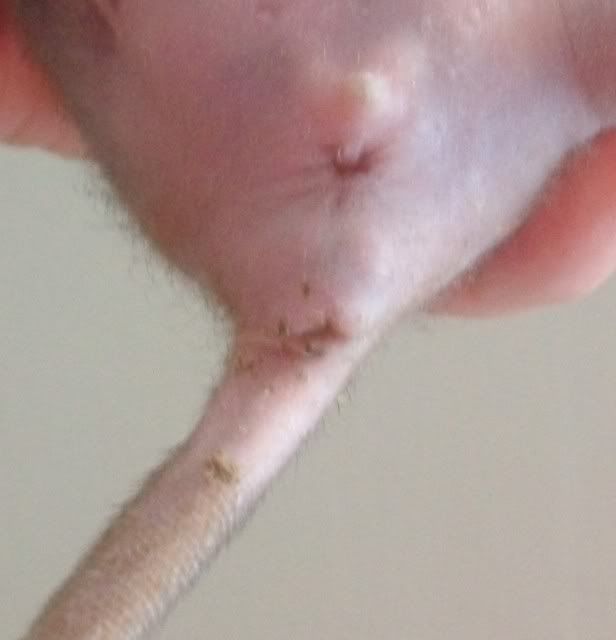 Rats inside a girls vagina pic