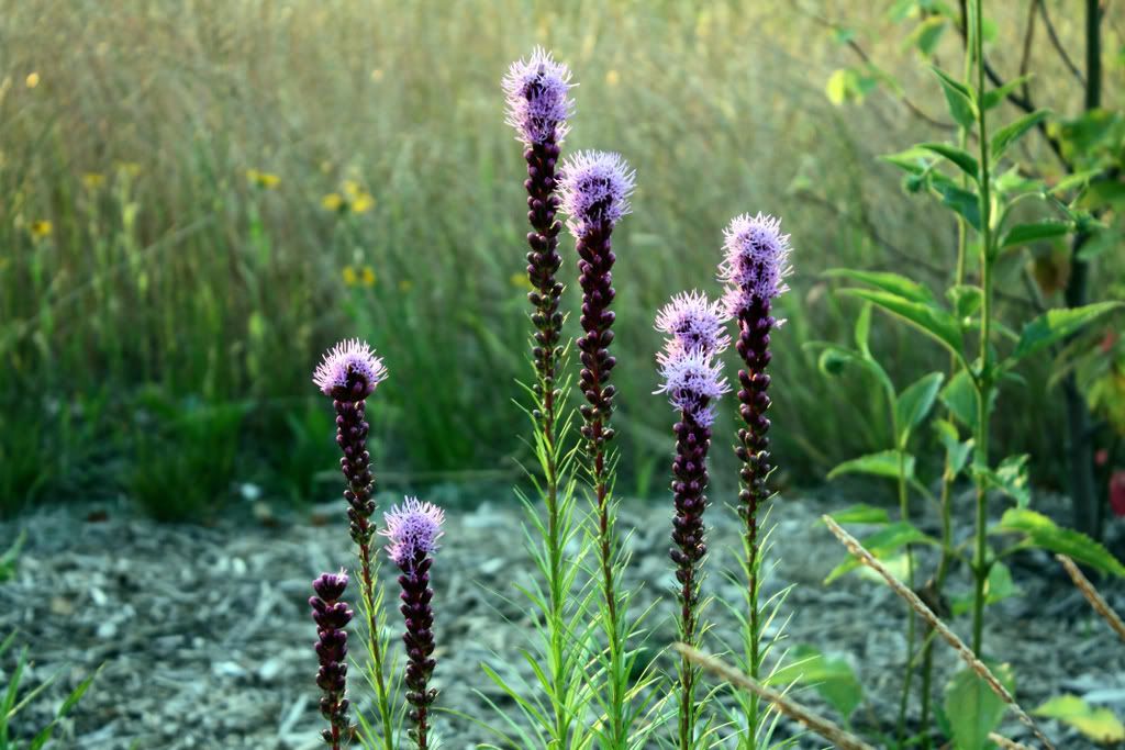 IMAGE: http://i304.photobucket.com/albums/nn170/canonXSi/07082008/IMG_1655_1_1.jpg