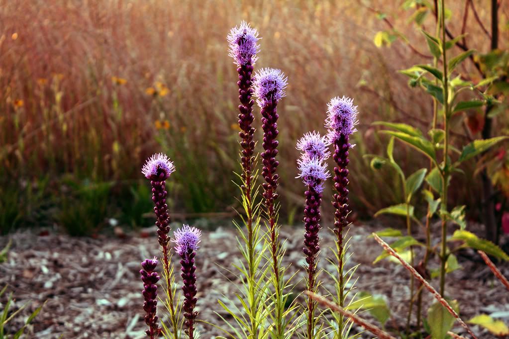 IMAGE: http://i304.photobucket.com/albums/nn170/canonXSi/07082008/IMG_1655_1_pp.jpg