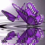 butterfly.gif butterfly image by dancer_chick155