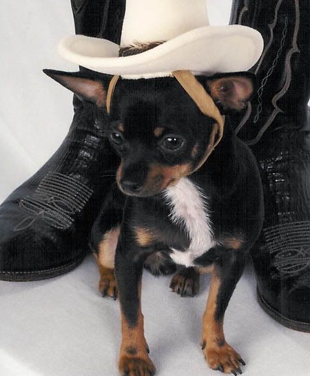 Puppies Wearing Hats