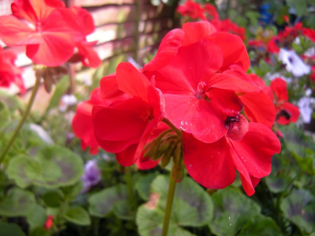 Juicy red Pictures, Images and Photos