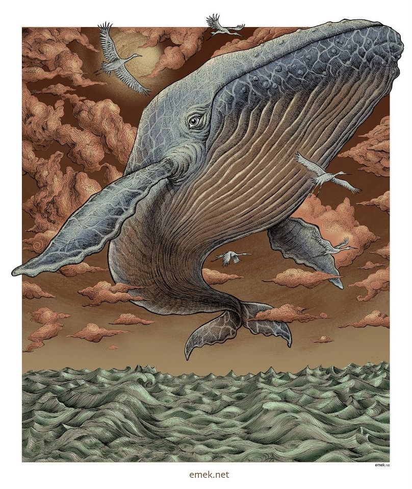 photo emek-whale.jpg