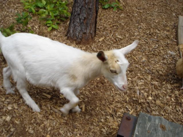 GoatBabies001.jpg