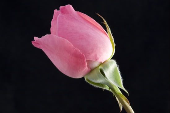 IMAGE: http://i304.photobucket.com/albums/nn177/Misis/88ef6af6.jpg