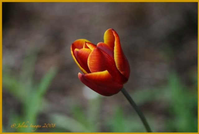 IMAGE: http://i304.photobucket.com/albums/nn177/Misis/DPP/IMG_4825.jpg