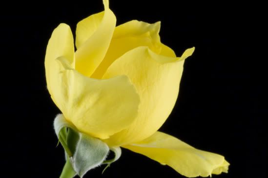 IMAGE: http://i304.photobucket.com/albums/nn177/Misis/f6950093.jpg