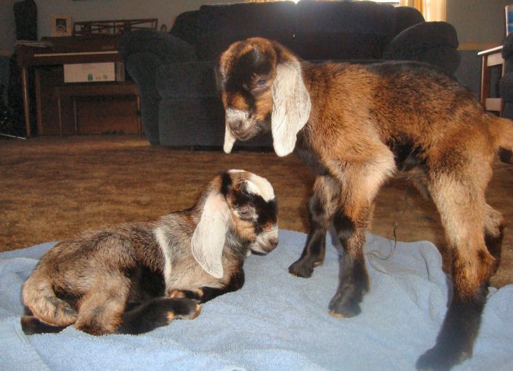 More new babies! - Goats