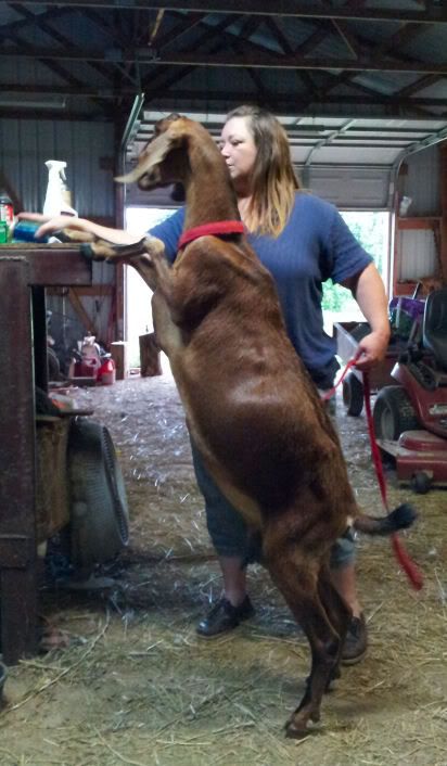 Look how tall! - Goats