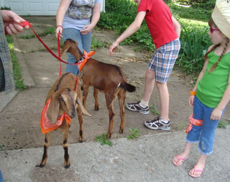 Penny and Pru - Goats