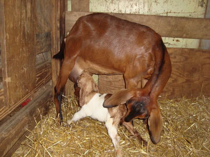 My baby's baby! - Goats