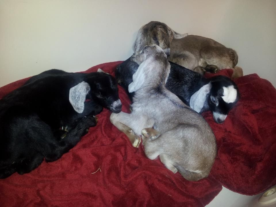 New-bian babies! - Goats