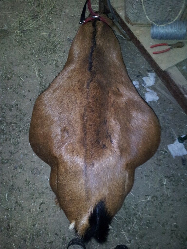 Is she pregnant? - Goats