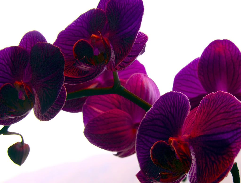 purple orchid mannerism