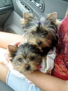 re: Dogs we've seen and loved