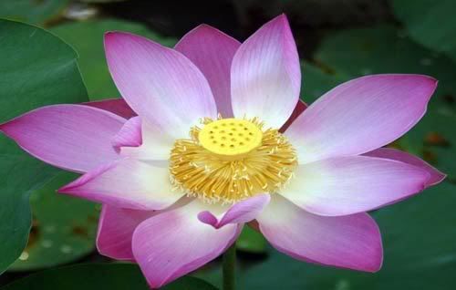 Lotus Pictures, Images and Photos