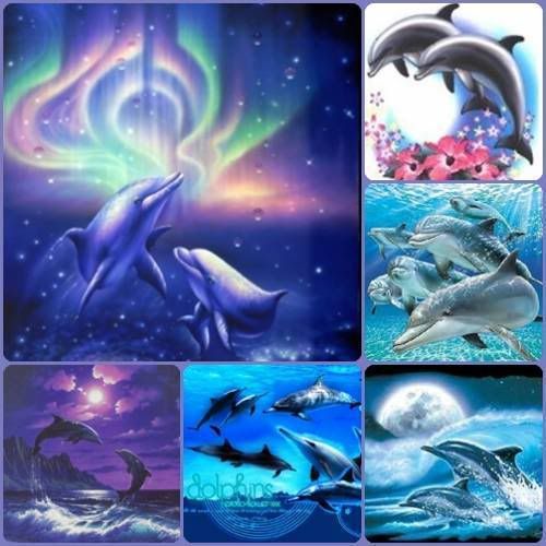 dolphins Pictures, Images and Photos