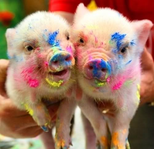 pigs in paint