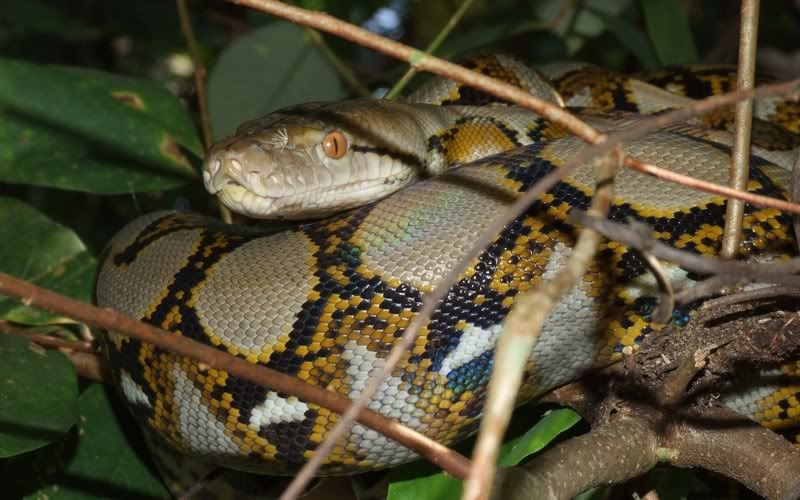 [http://i304.photobucket.com/albums/nn184/carinatak /047_taiping_python_reticulatus.jpg]