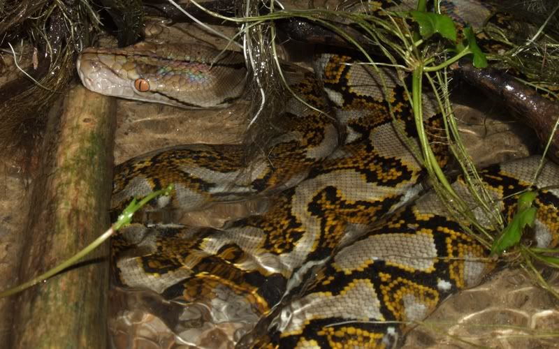 [http://i304.photobucket.com/albums/nn184/carinatak /048_taiping_python_reticulatus.jpg]