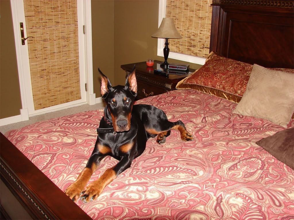 King of the King sized bed Doberman Forum Doberman Breed Dog Forums