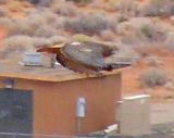 Hawk.jpg image by Captain_Chase