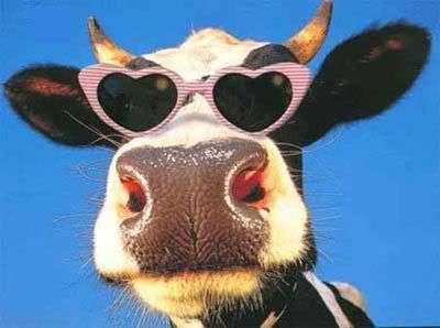 funny_cow.jpg