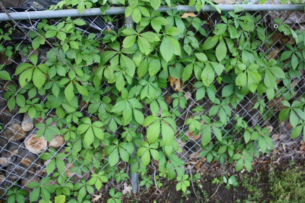 Can you identify this vine? Michigan Sportsman Online Michigan Hunting and Fishing Resource