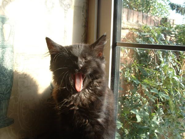 Homie_yawning_again_by_Terrible_Ted.jpg