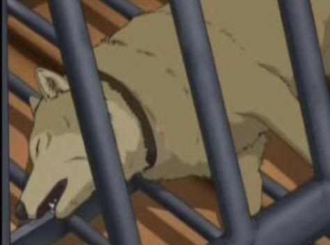 Hige In A Capture Cage