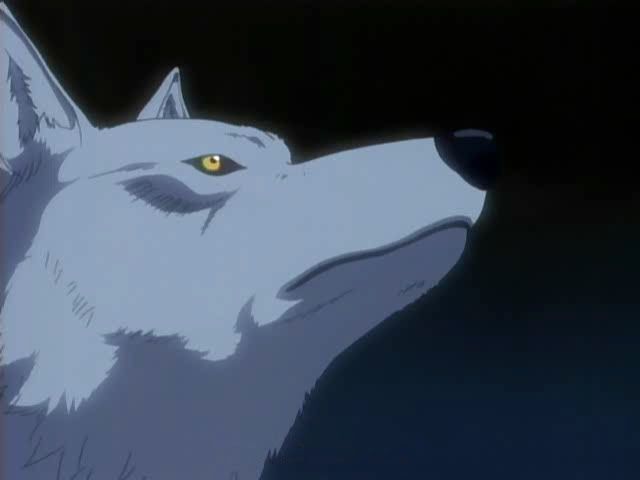 Kiba Looking Up At The Sky