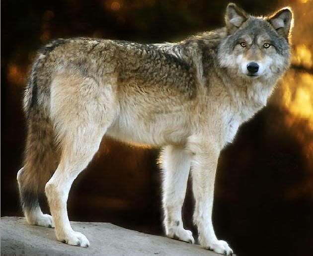 Grey Wolf Pictures, Images and Photos