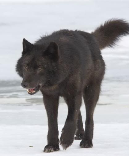 black wolf clipart