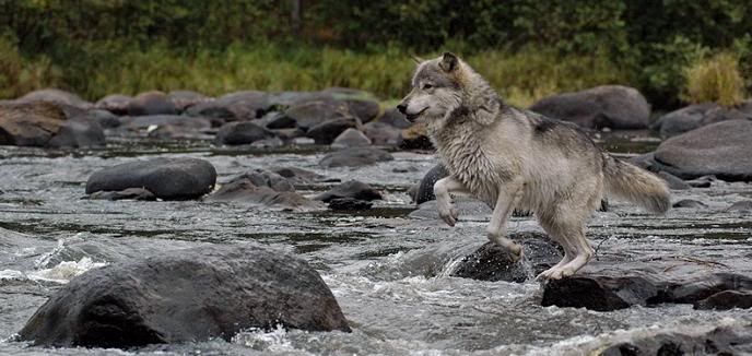 Wolves Jumping