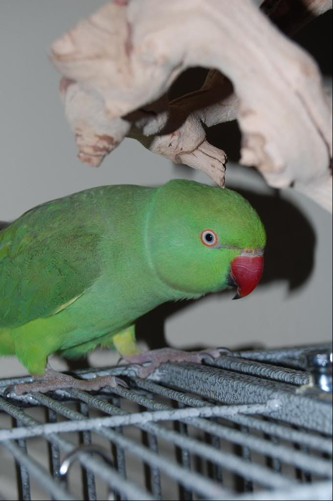 Indian Ringneck Color Mutations Can I See You Pics Avian Avenue indian-ringneck-color-mutations-can-i-see-you-pics-avian-avenue