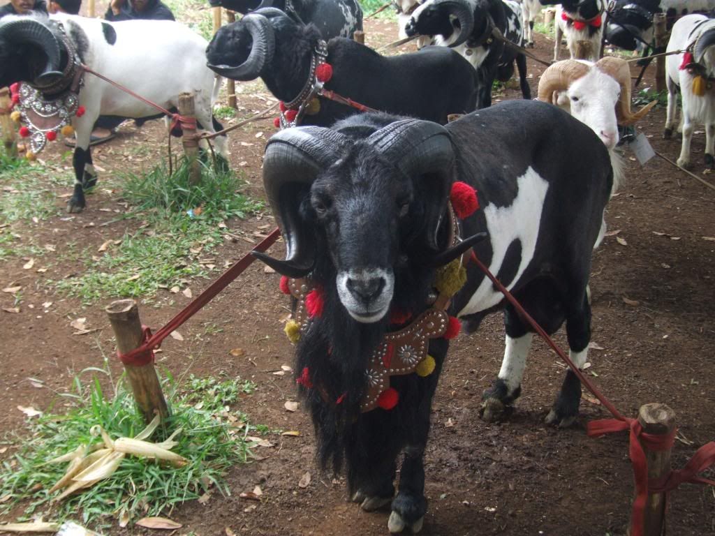 Domba garut Festival