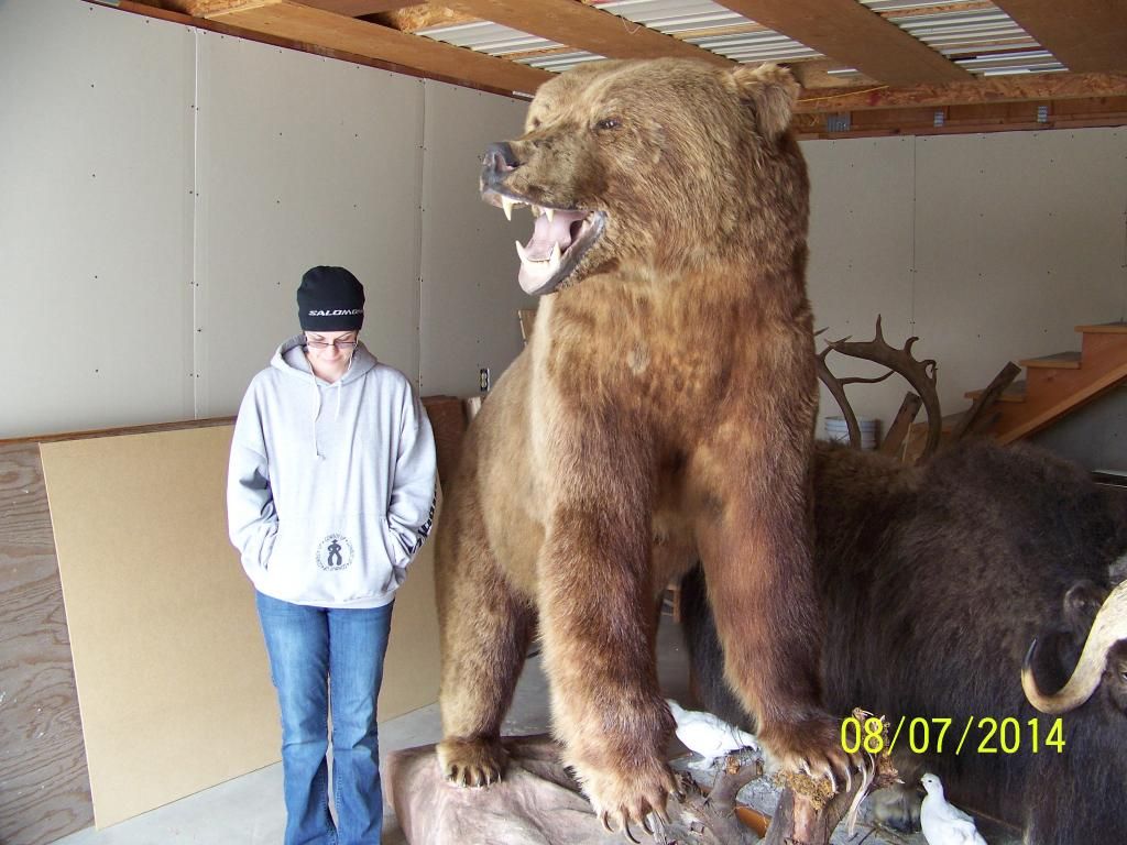 brown bear mounts for sale